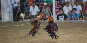 Đá Gà Cựa Dao - Tìm Hiểu Kỹ Lối Cược Đá Gà Hot Nhất