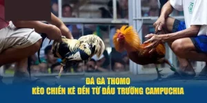 Đá Gà Thomo Tại 88clb - Tìm Hiểu Cách Chơi Thắng Lớn